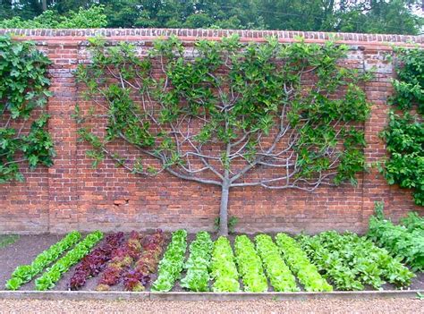 Espalier Fruit Tree In The Kitchen Garden Guidofrilli Fig Tree And