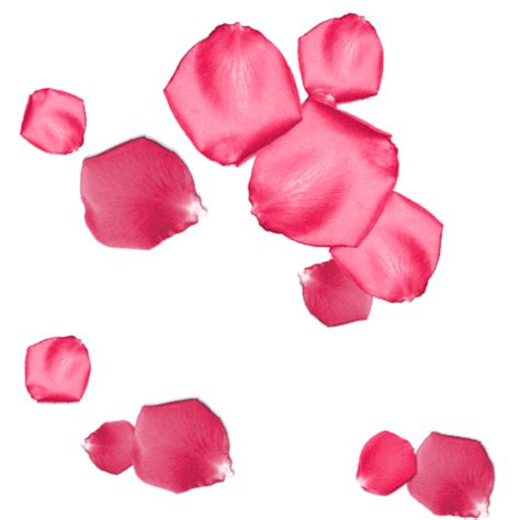 Rose Petals Pink Free GIF On Pixabay Pixabay