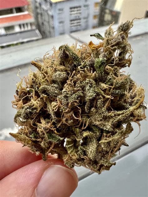 Candy Apple Strain Review Highthailand
