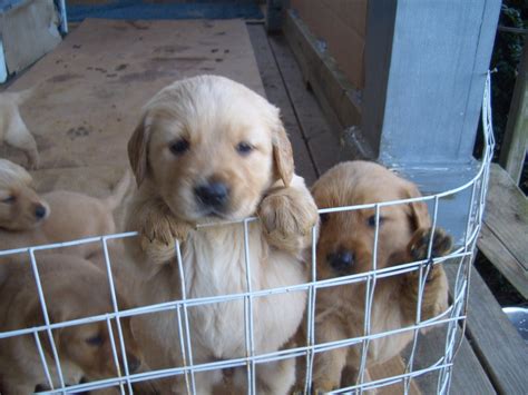 These beautiful and loyal dogs will be an amazing asset to any family. Golden Retriever Puppies For Sale | Wake Forest, NC #176513