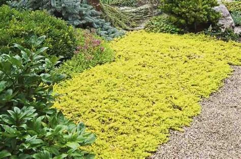 Top 10 Colorful Ground Cover Plants For Your Garden Birds And Blooms