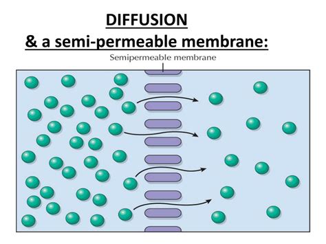 Ppt Transport Across Cell Membrane 1 Guyton 12 Th Ed Chapter 4