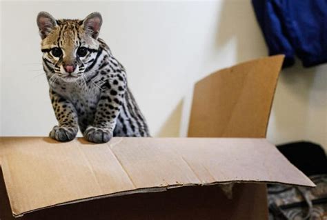 Ocelots As Pets Everything You Need To Know Exoticpetshq