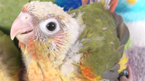 4 Week Old Baby Pineapple Green Cheek Conures Rainbow Parrots Aviary
