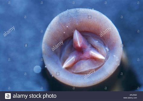 Image Result For Leech Mouth Stoma Leech Eldritch Horror