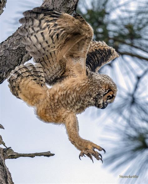 Smooth Shave Vs Sole Boost On Twitter Rt Stonekettle Great Horned Owl Fledgling Taking Its