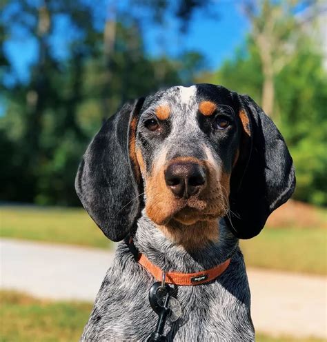 15 Pros And Cons Of Owning Coonhounds Page 4 Of 5 Pettime