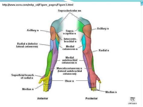 Peripheral Nerves Of Upper Limb