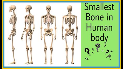 Smallest Bone In Human Body Youtube