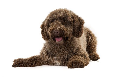 Hygiene product for puppies over 6 weeks. Spanish Water Dog | Dogs | Breed Information | Omlet