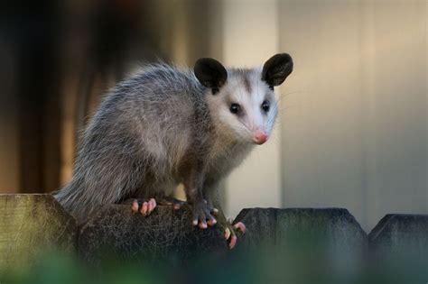 14 Opossum Facts You May Not Know Its A Southern Thing