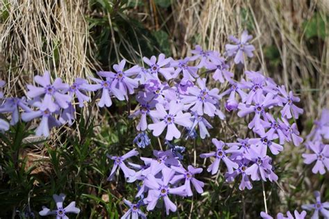 Visualizza altre idee su fiori gialli, fiori, piante. Phlox subulata | L'Erbario di Raffaele