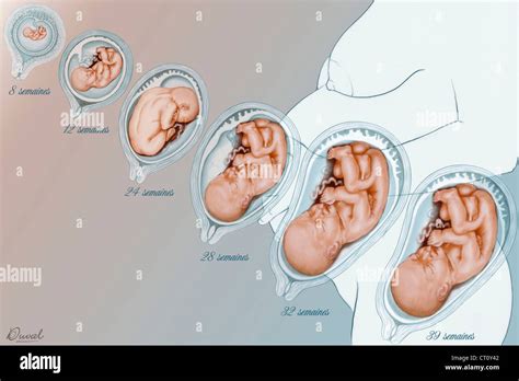Embriones Humanos Dibujos Fotografías E Imágenes De Alta Resolución Alamy