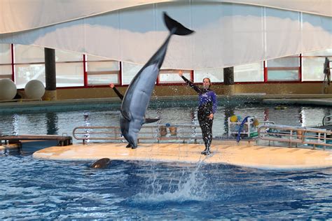 Dolphin Show National Aquarium In Baltimore Md 1212136 Photograph