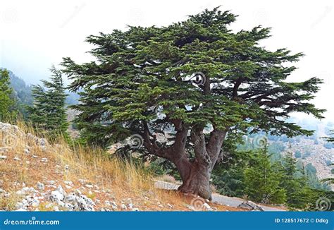 Cedro De Líbano Foto De Stock Imagem De Famoso Reserva 128517672
