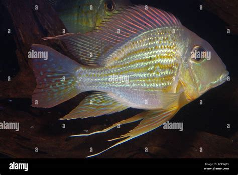 Eartheater Cichlid Geophagus Altifrons Stock Photo Alamy