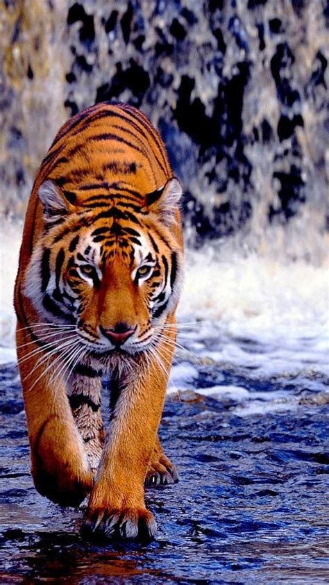Tigers Royal Bengal Tiger Hd Wallpaper Pxfuel