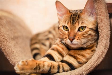 5 fun facts about the brown tabby cat