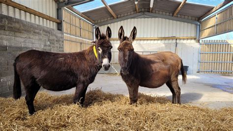 How To Tackle The Overpopulation Of Donkeys In Ireland The Donkey