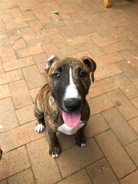 Pippa Adopt Me Medium Female Bull Terrier X Staffy Mix Dog In Nsw