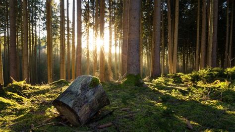 4k 5k Forests Trees Tree Stump Hd Wallpaper Rare Gallery