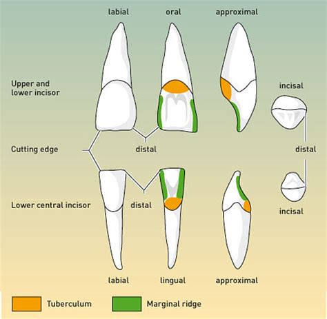 Dentition Form
