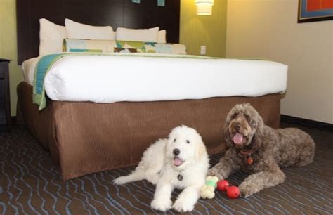 News has identified top hotels where pets stay for free in new york city by taking into account amenities, reputation among professional travel experts, guest reviews and hotel class ratings. Which Are the Most Pet-Friendly U.S. Hotel Chains (And ...