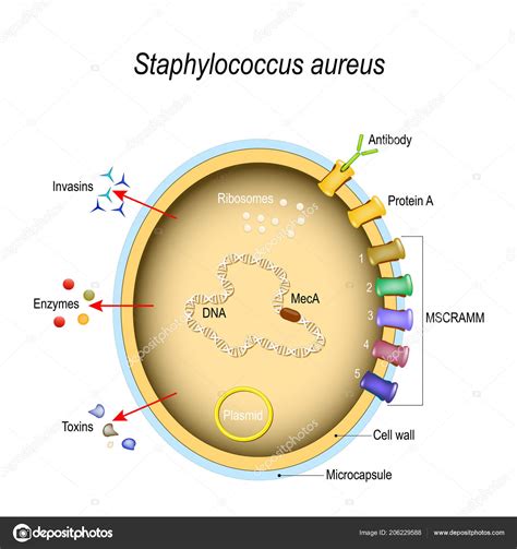 Estrutura Celular Staphylococcus Aureus Fatores Patogênicos Componentes