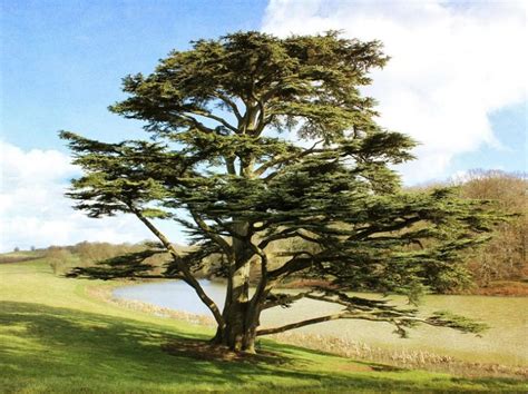 Cedar Tree Of Lebanon Facts Identification Uses Pictures