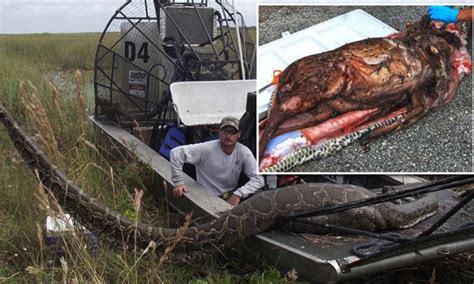 16 Foot Python Found In Everglades Had Eaten Deer Daily Mail Online