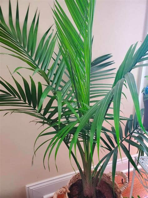 Indoor Palm Tree Care How To Trim A Palm Tree Plant