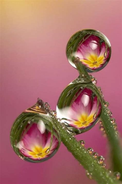 Water Drop Reflection Photography Dew Drops Macro Photography