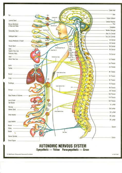 Organ And Nerve Chart4 健康家族