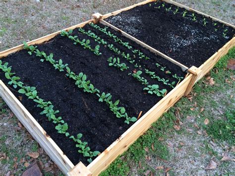 February 5: Get the Scoop on Raised Bed Gardening - UF ...