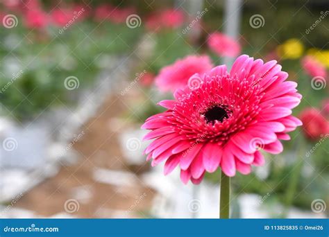 Colorful Gerbera Flower Or Daisy Standing In The Greenhouse Farm Stock