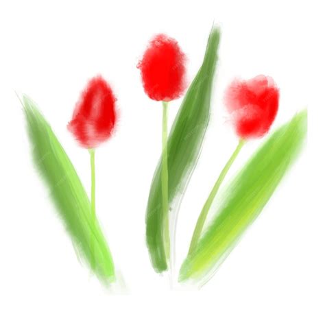 Premium Vector Vector Illustration Red Tulips In Watercolor Style