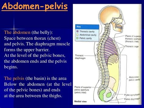 Anatomy 210 Abdomen And Pelvis For Semester Ii Year 2012 2013