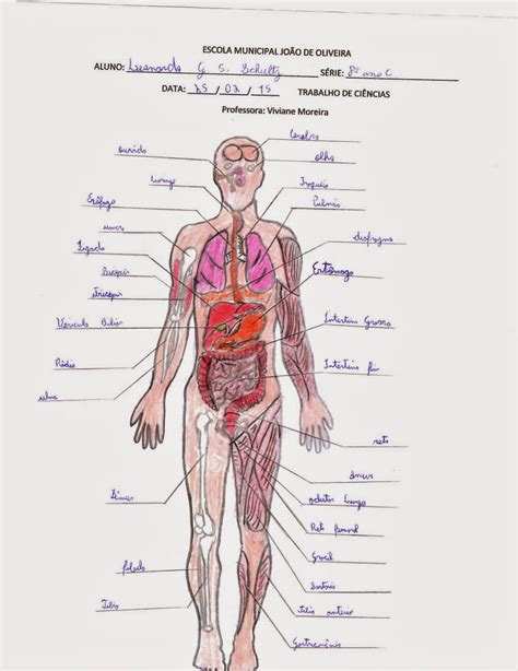 Partes Do Corpo Humano Com A Letra U