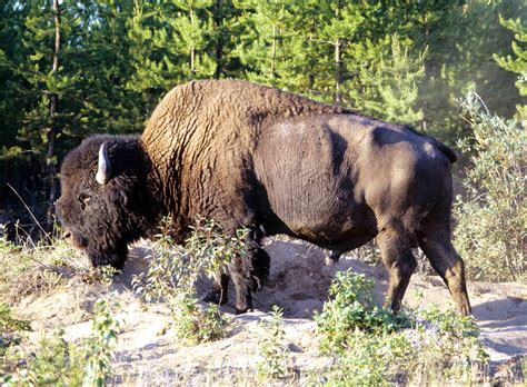 Wood Buffalo National Park Læs Om Verdens Næststørste Nationalpark