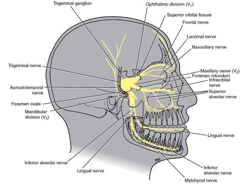The Trigeminal Nerve Cn V Nerve Cranial Nerves Anatom