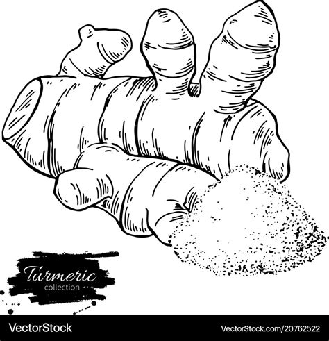 Turmeric Root Hand Drawn Royalty Free Vector Image