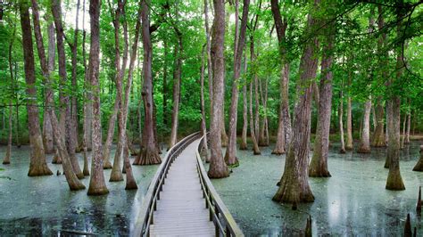 Cypress Swamp Milepost 122 Us National Park Service