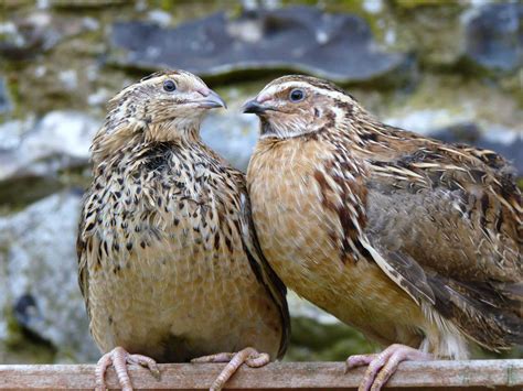 Japanese Quail Birds Pictures