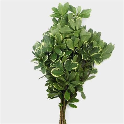 Pittosporum Variegated Greens Wholesale Blooms By The Box