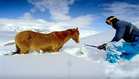 Video Snowboarder Saves Horse Stuck In Deep Snow At El