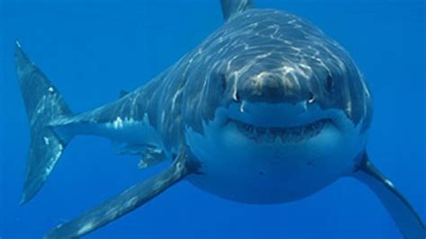 More Sharks Could Be Heading To Devon And Cornwall Heart Cornwall