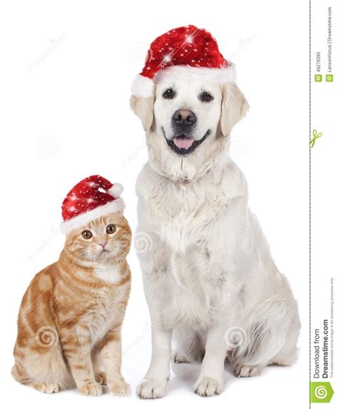 Cat And Dog With Santa Hat Stock Photo Image 46276395