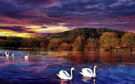 Nature Swan River Dark Cloud Sunset Hd Desktop Backgrounds