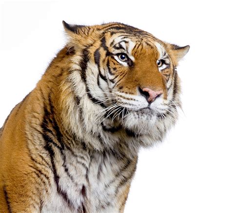 Download.equinux.com tip if you ha ve a cov er with a white background who se white p oi nt you would like to adjust, it is often helpful to s ee t he image on a w hi te background. Bilder von Tiger Große Katze Tiere Weißer hintergrund