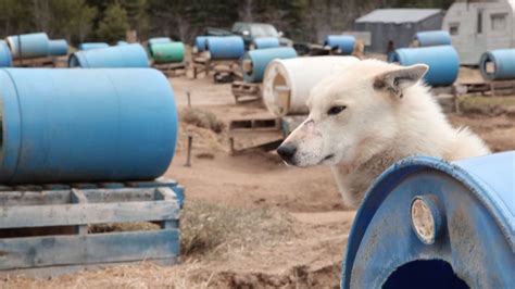 This Is How Sled Dogs Live During The Summer — And It Isnt Good The Dodo
